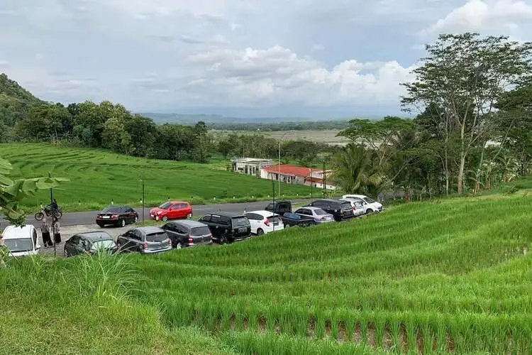 pemandangan kopi ampirono