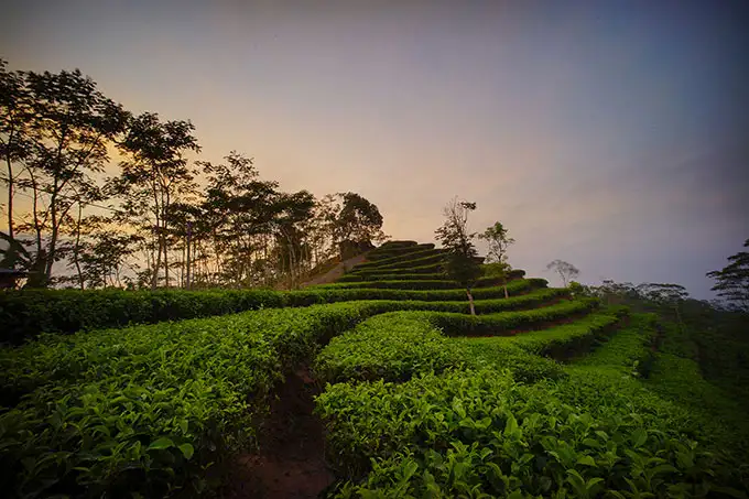 kebun teh nglinggo jogja