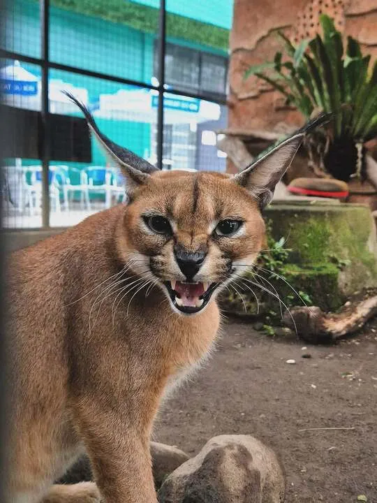 hewan di suraloka zoo
